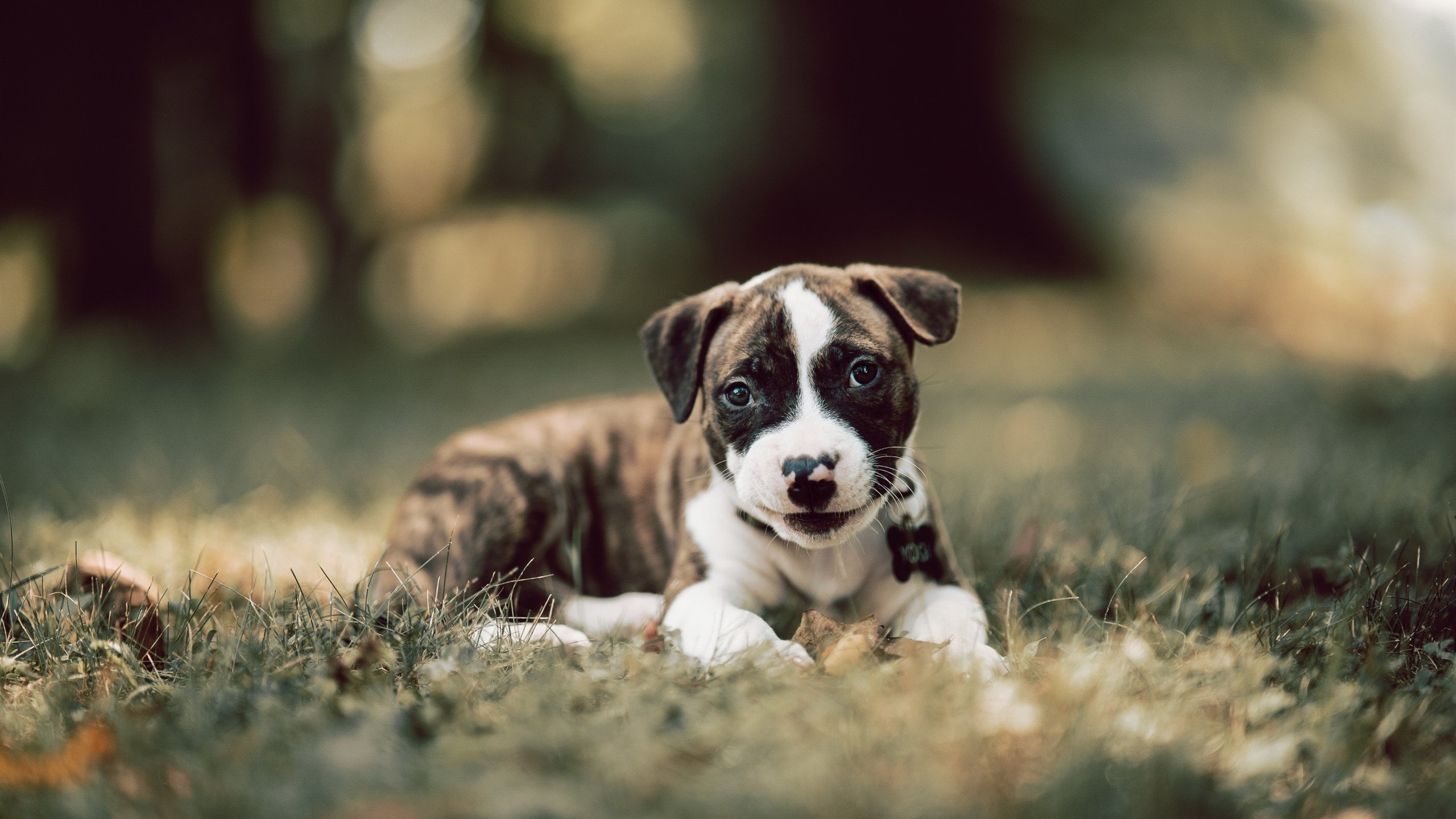 当日耳曼战车撞上太极虎，横扫与火热的双重视角