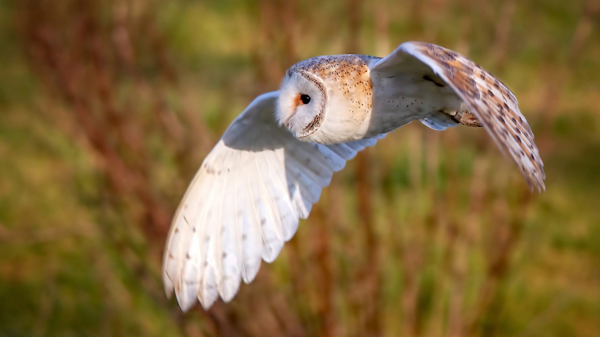 从澳网的灰烬到蒙特卡洛的红土，兹维列夫的逆转如何重写比赛密码？