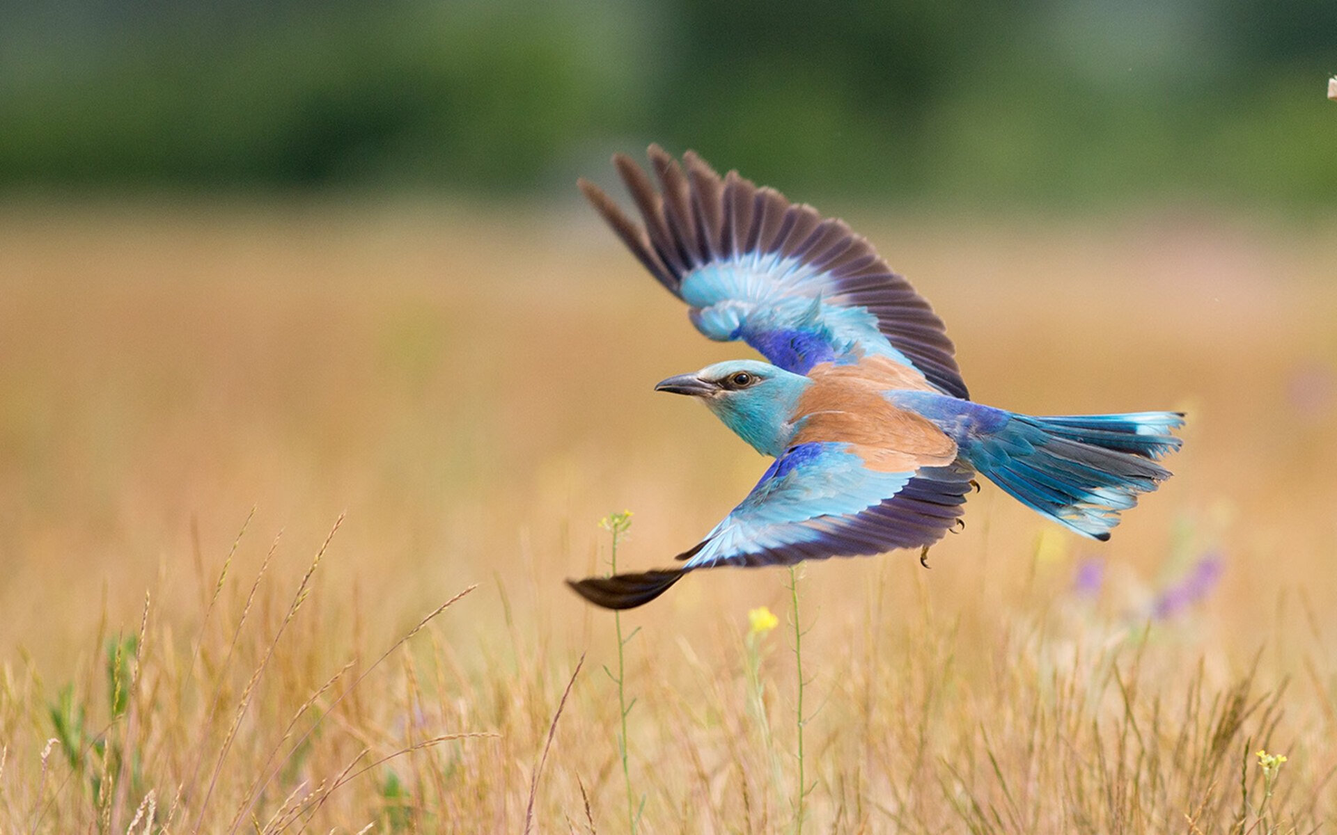 马德里围城,塞恩斯用纪录书写法拉利对雷诺的技术歼灭战