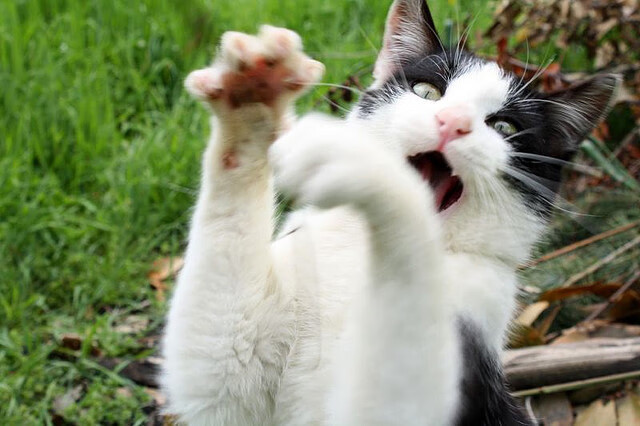 命运的暴击，当托尼的利刃划破南美足球的傲慢天空