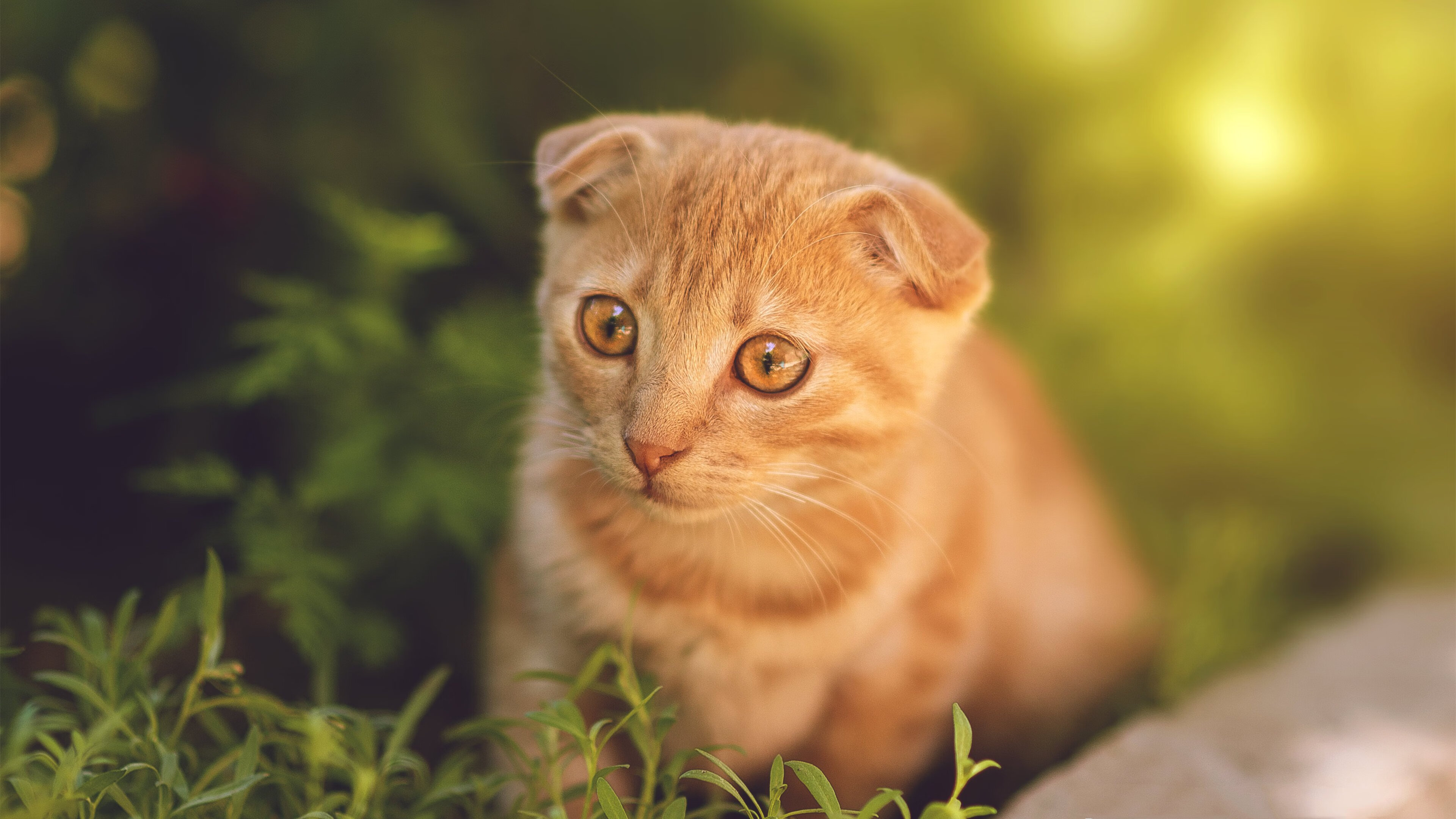 当萨拉赫敲响平行时空的门，墨克之战与不存在的绝杀