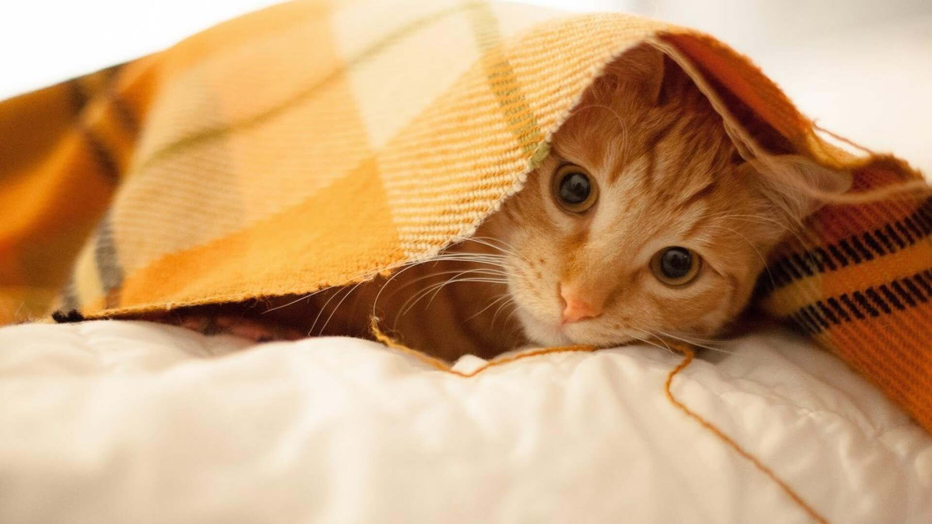 冰与火的对决，加拿大粉碎北欧神话，福登式幽灵撕裂挪威防线