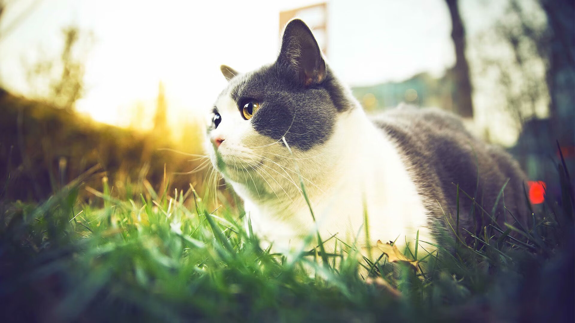 锁链之网与涅槃之火，当国王的防守封死黄蜂，塔图姆在重压下完成自我证明