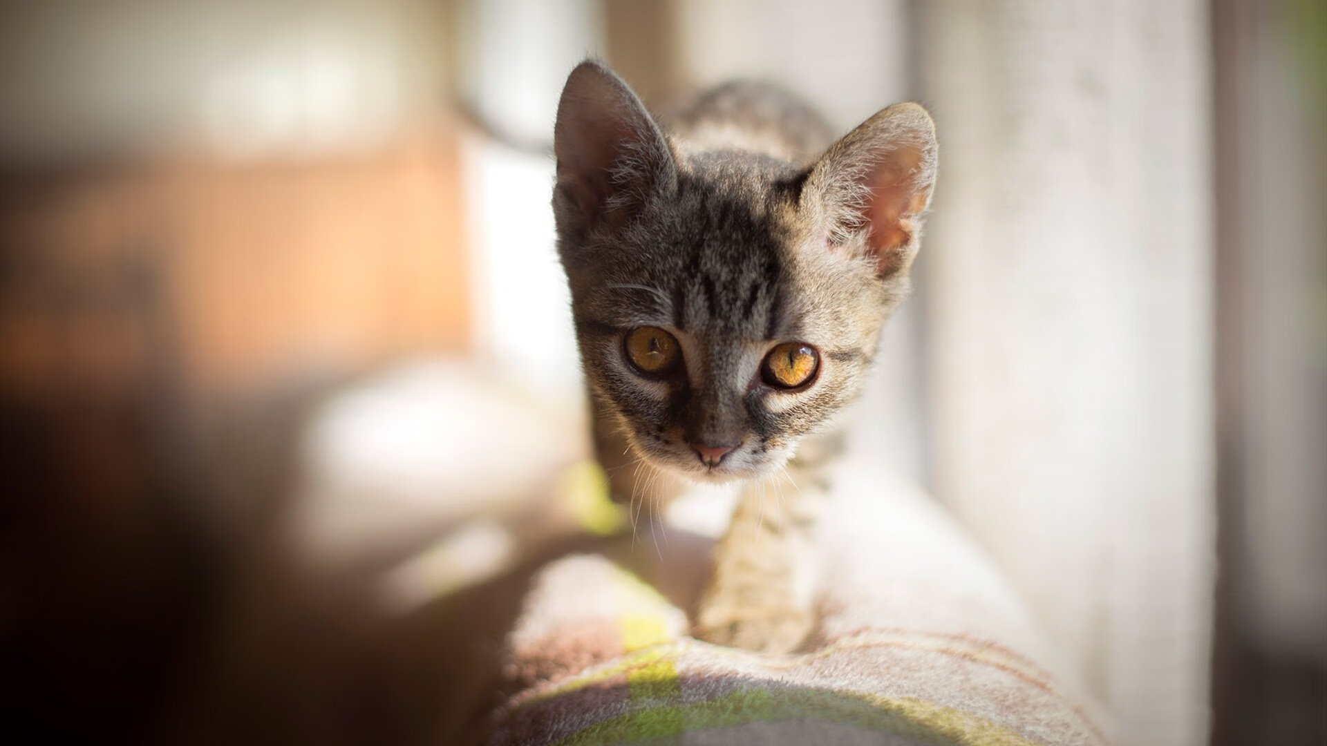 引擎低吼如祈祷,布鲁诺在F1街道赛之夜的圣徒时刻