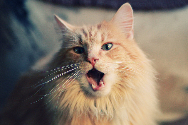 美加墨世界杯焦点战，爱尔兰加时鏖战惊险取胜，巴萨梦碎北美赛场