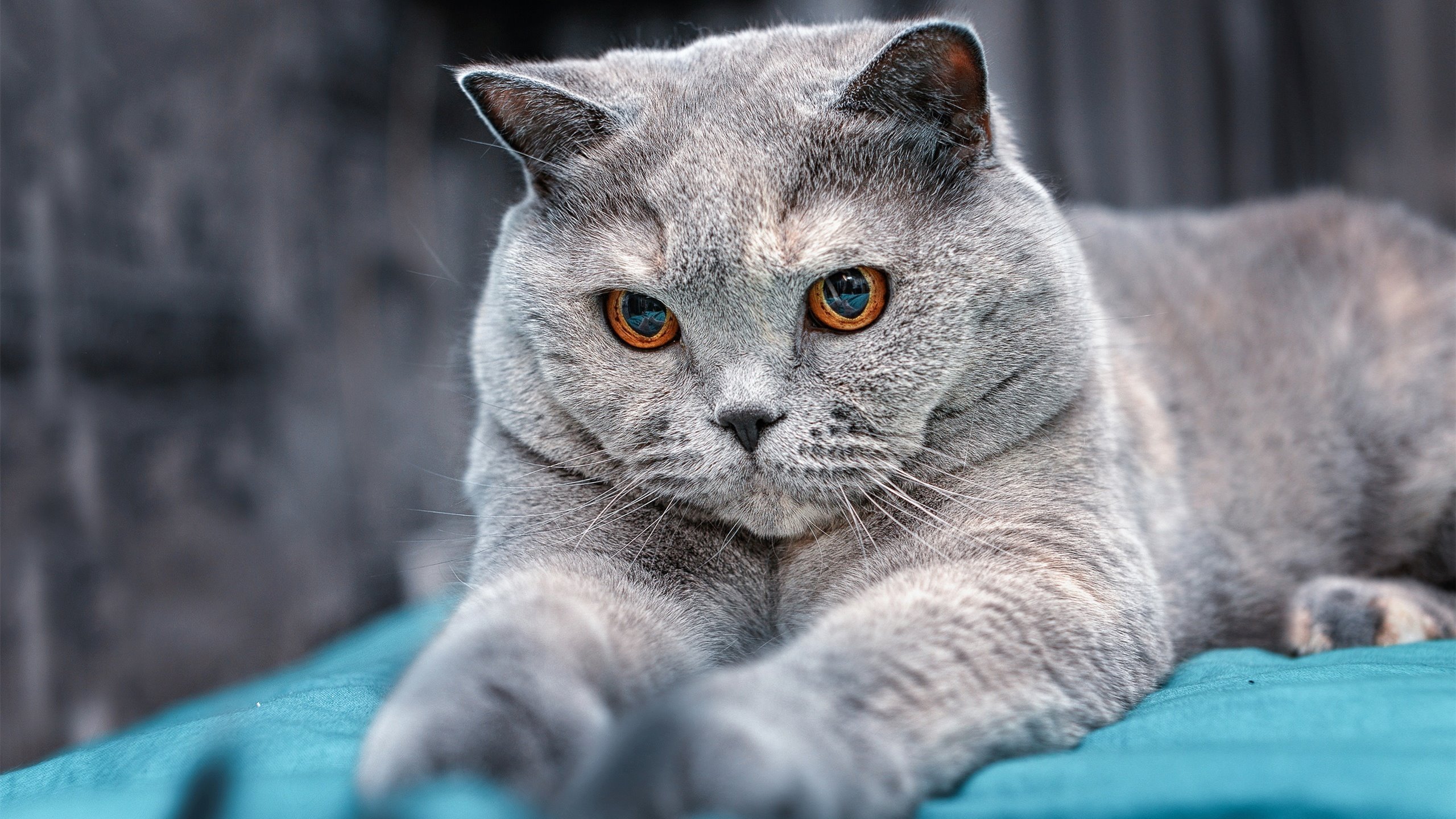 排名战引爆南半球！秘鲁狂胜澳大利亚改写足球版图