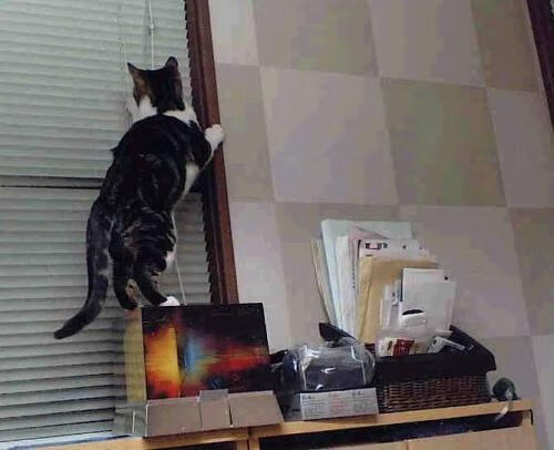 改写篮球史的唯一一夜，辽宁队速胜国王，杜兰特成关键先生