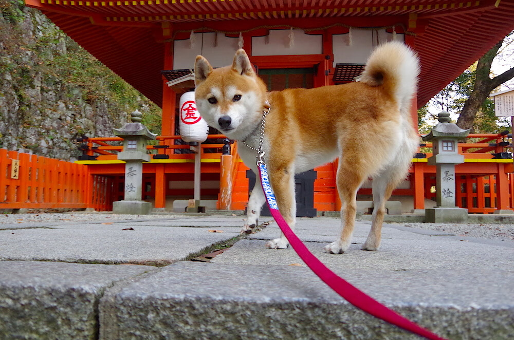 拆解铁壁,卡拉斯科在巴黎的冷雨夜,为葡萄牙戴上硬仗之王的王冠