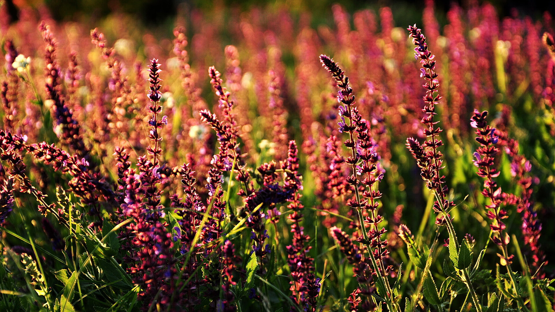 中场利刃出鞘，巴尔韦德一夫当关引领雷恩冲破封锁线