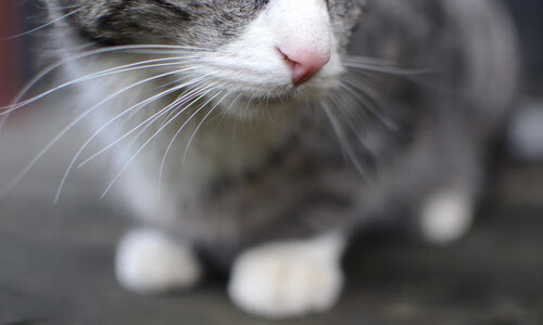 救赎与割席，格列兹曼里程碑之夜与皇马争冠路上的关键一步