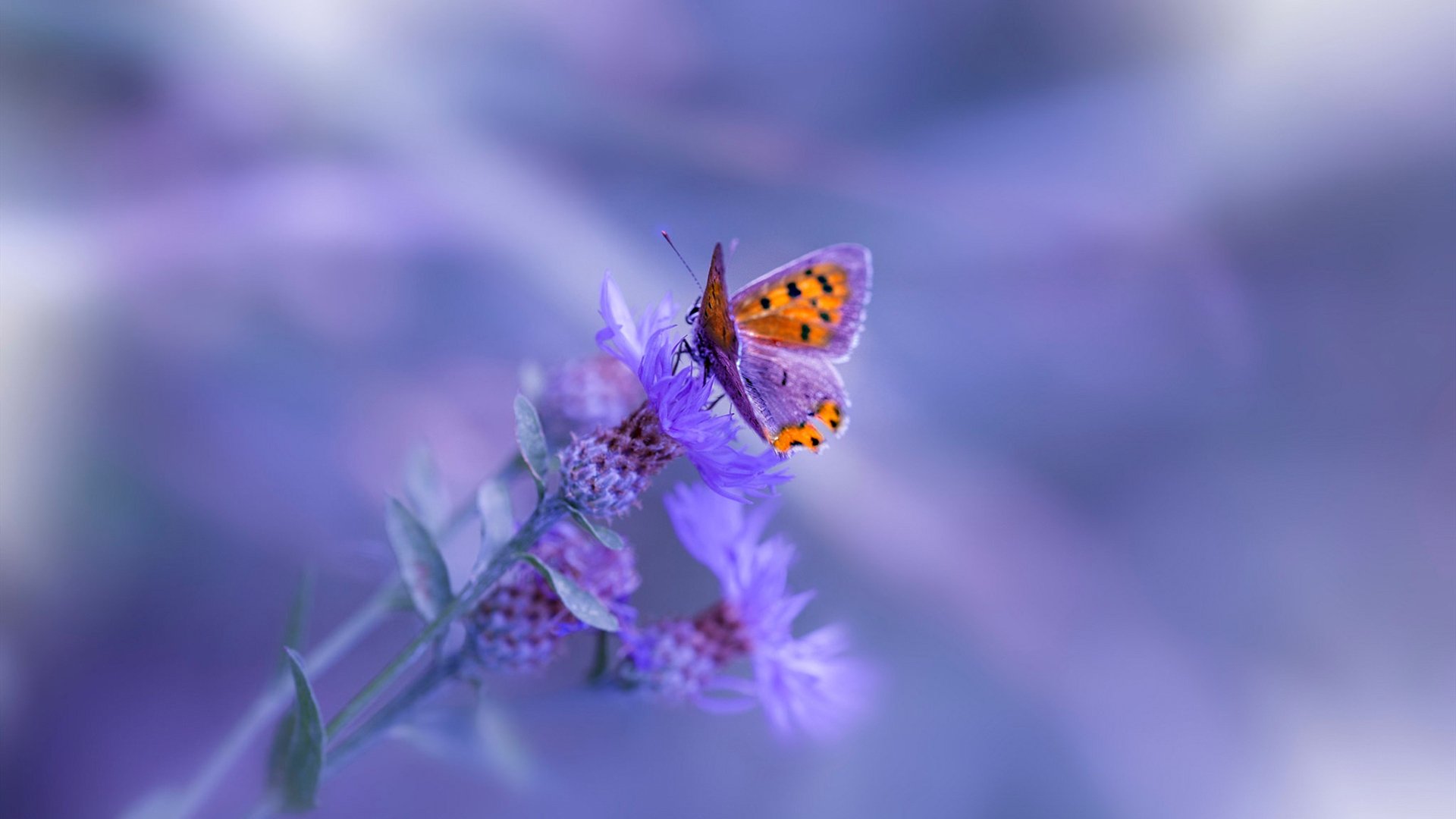 基米希独舞，丹麦猎手于暮色中带走蓝军，一场英雄主义与战术幽灵的角力