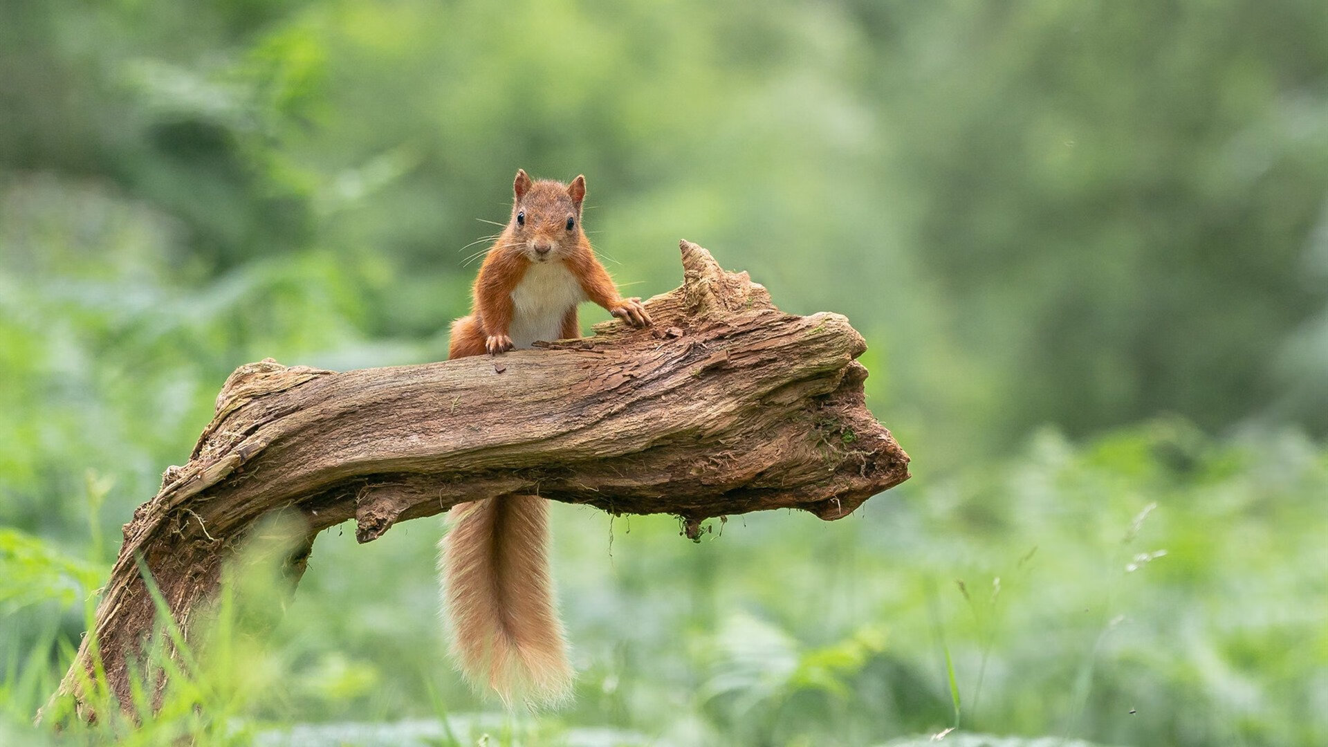 跨时空碰撞,当拜仁闪电战席卷西决生死战—一场颠覆想象的速度对决