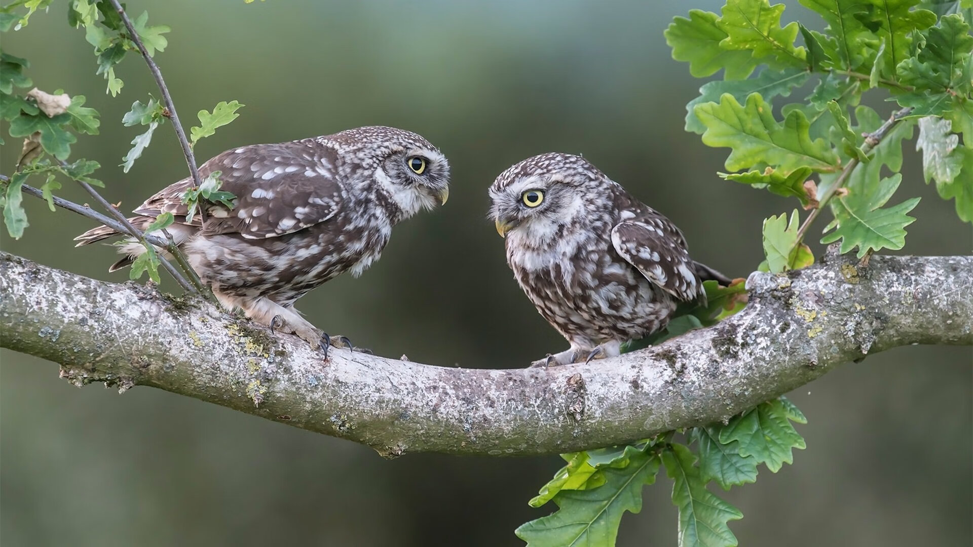 德里赫特连珠炮得分显威，几内亚补时绝杀逆转马竞