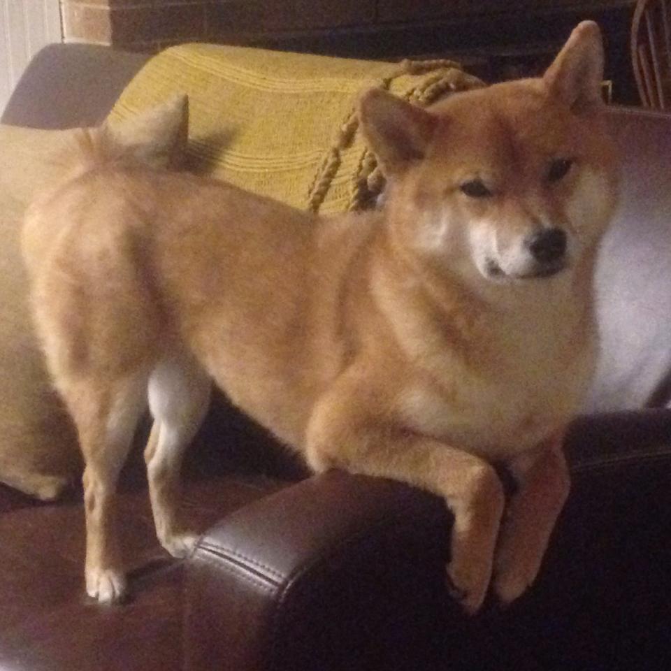 爱游戏下载-篮球平行宇宙，约基奇51分狂潮未歇，山西压哨三分绝杀雷霆