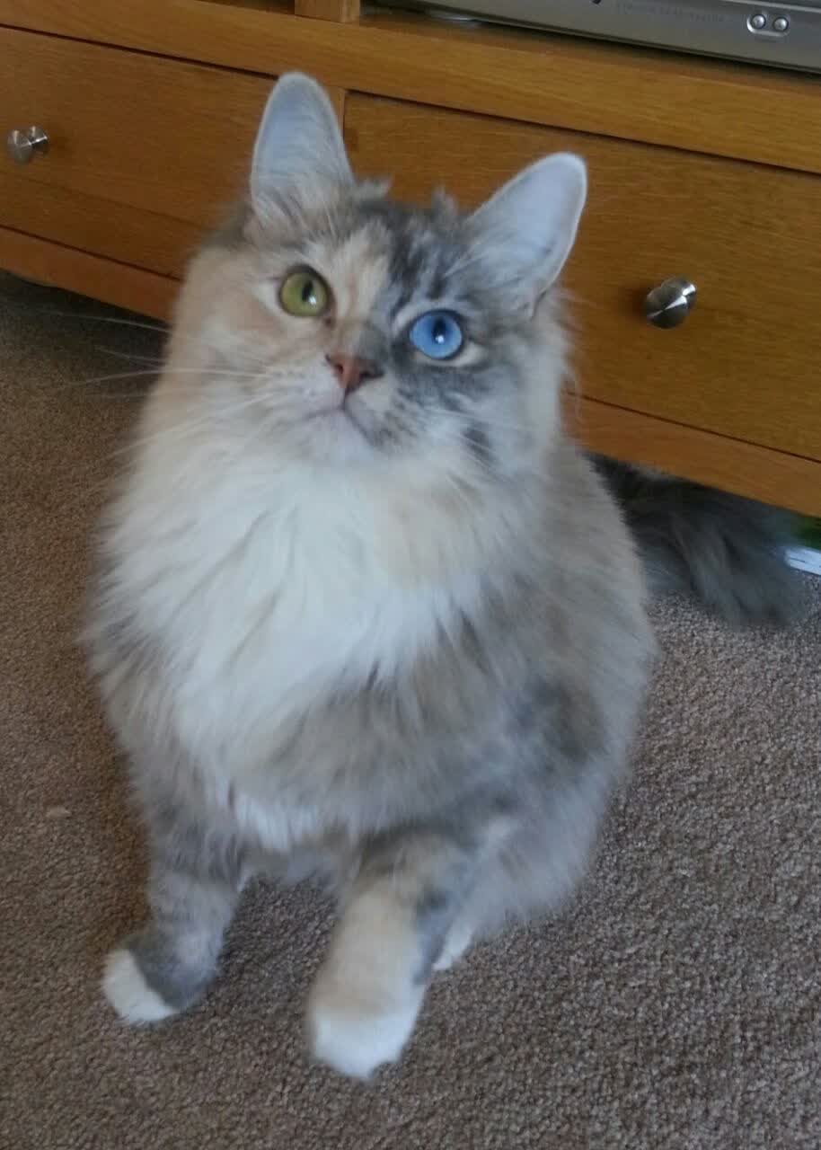 当东方巨龙遇见铁血骑士，一场载入史册的跨洲际对决