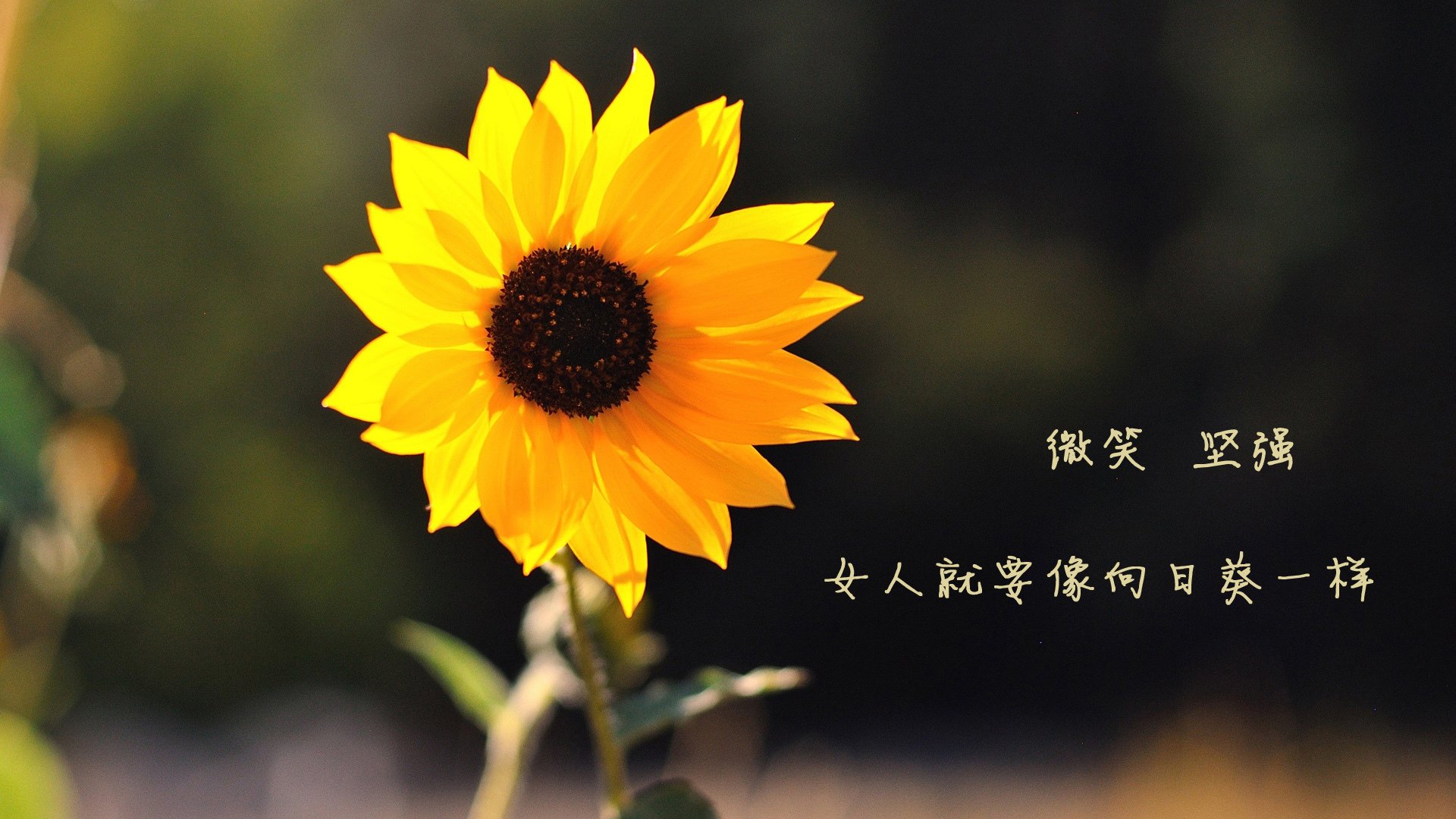 爱游戏在线-蓝衣孤影，2026世界杯B组，喀麦隆的绝命反击与加维的一剑封喉